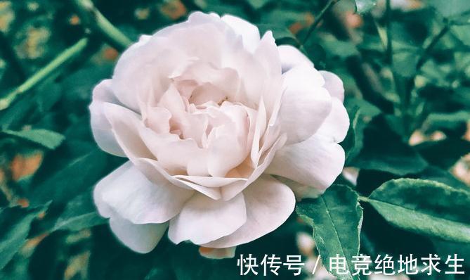 窗台|什么样的家庭环境不适合养月季,这3个条件不满足,月季很难养