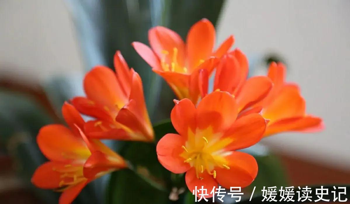 秋季养君子兰有秘诀,掌握四个要点,顺利开花没问题