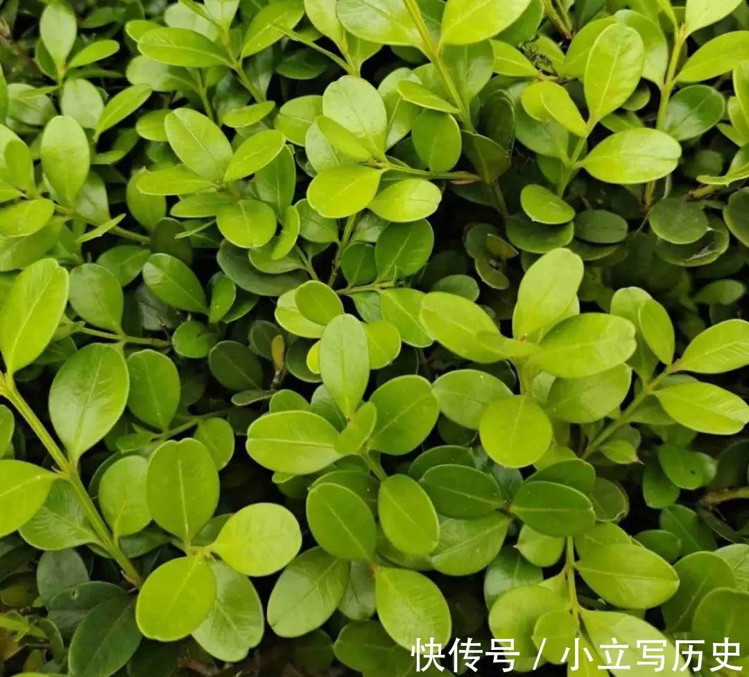 缺德商贩，把“绿化草”包装成“进口花”来卖，上当的人真不少