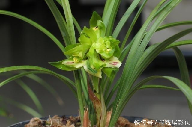 飘香|香味最浓的3种兰花,好养又好看,家里养一盆,满屋都飘香!