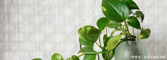 最怕“晒”的3种花,光照稍大就黄叶,养在“客厅”反而更旺盛!