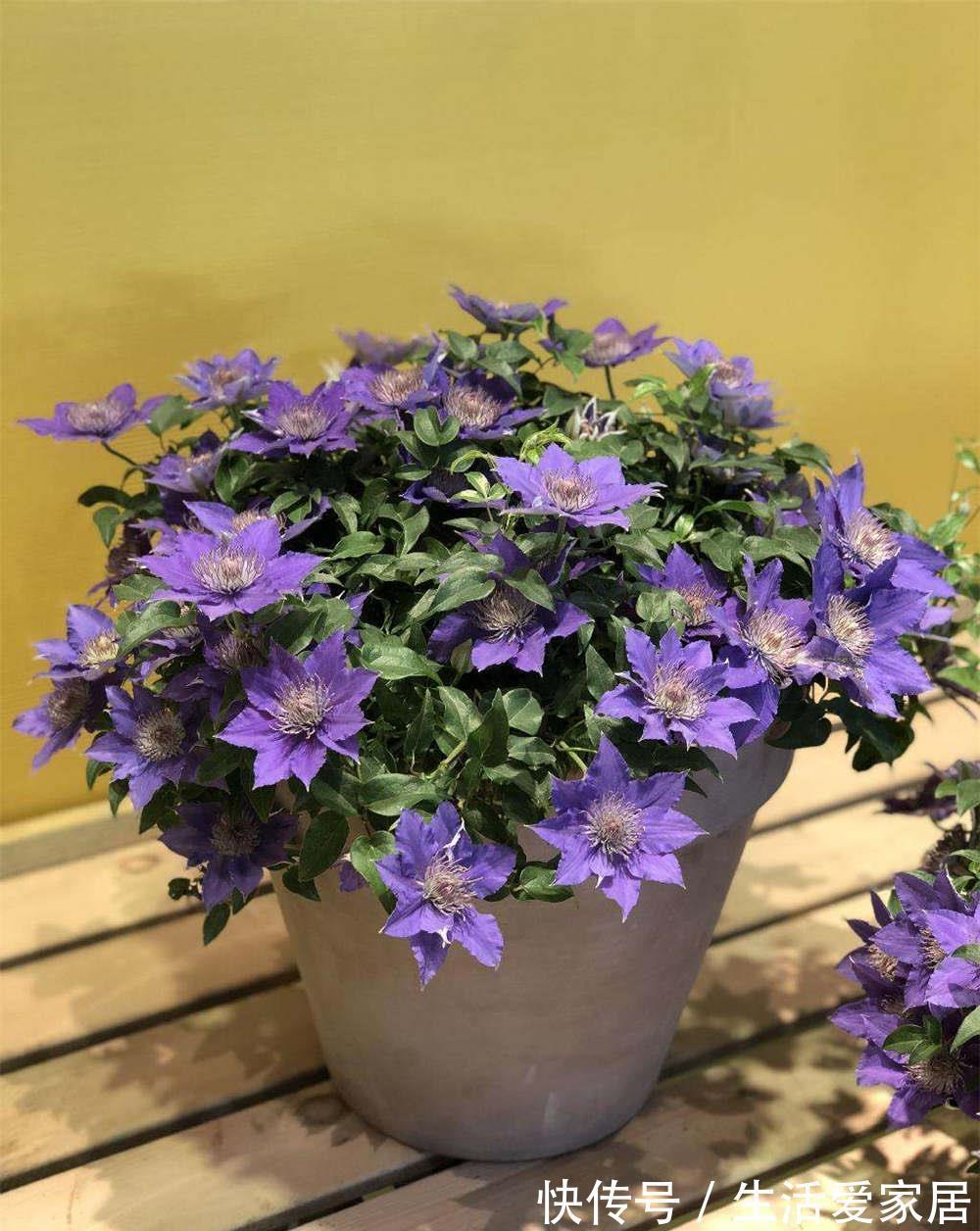 病虫害|养花试试这几款,开花能力强,花色艳丽,花期超长