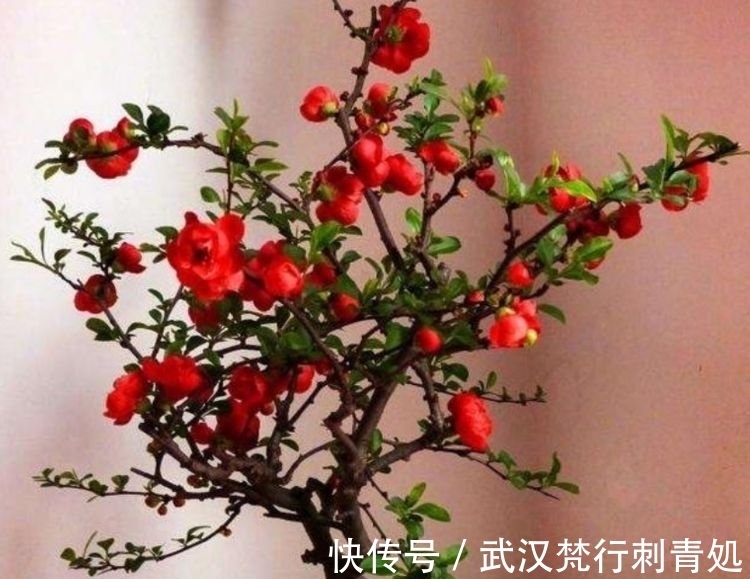 国兰|居家就养此款花卉,不闻不问,花开爆盆美如花,值得拥有