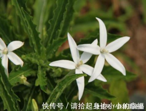 野草|农村的1种野草，人称“安眠草”，药用价值高，治失眠效果好