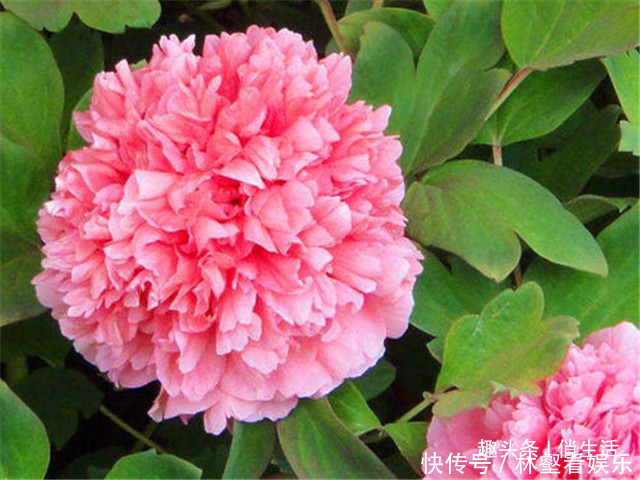 圆锥形|院子养花,就养一些“开花精品”大胡红,花开火红,百花争艳