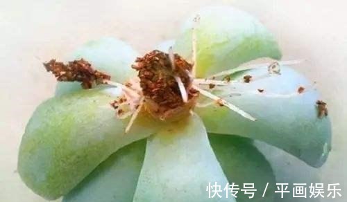 塑料杯|多肉“烂根”还能活,不用土,学会“3招”生根法,1个星期冒白根