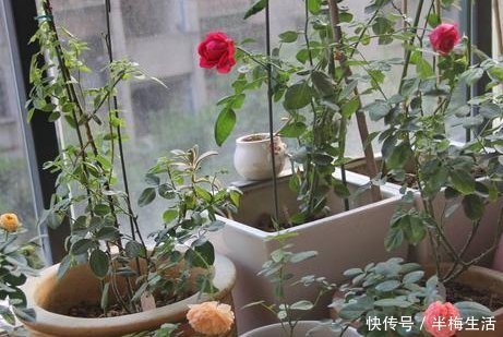 月季|月季繁殖新方法，扦插后用它来罩着，成活率100，不活你找我