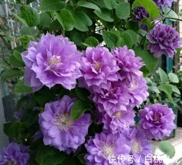 适合庭院养护的几款花卉,花姿妖娆,盛开时繁花似锦