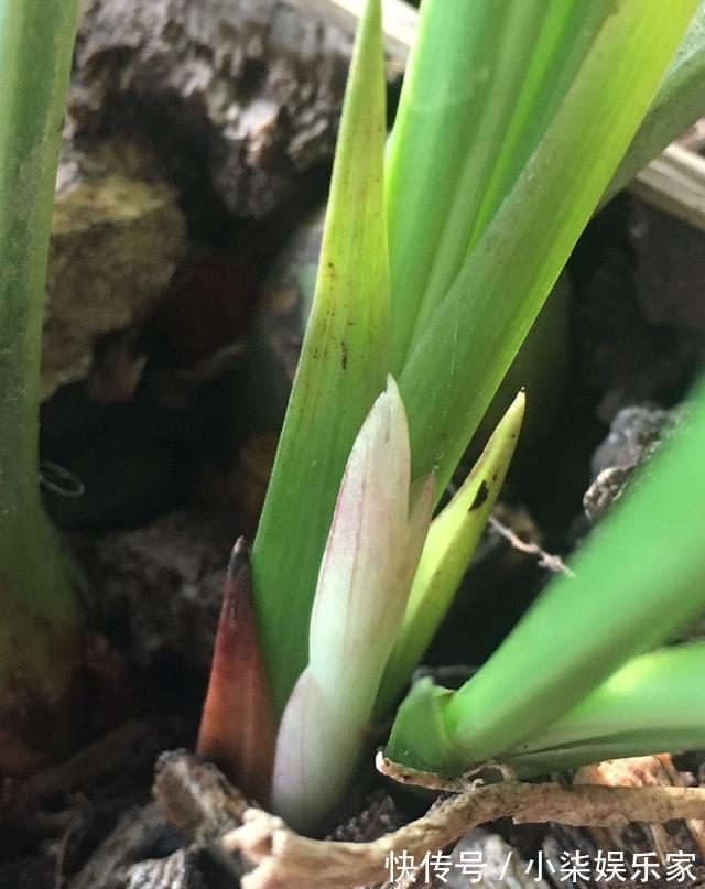 发芽|养兰花的“捷径”,最好别用,伤芽伤根,不出半年就枯萎