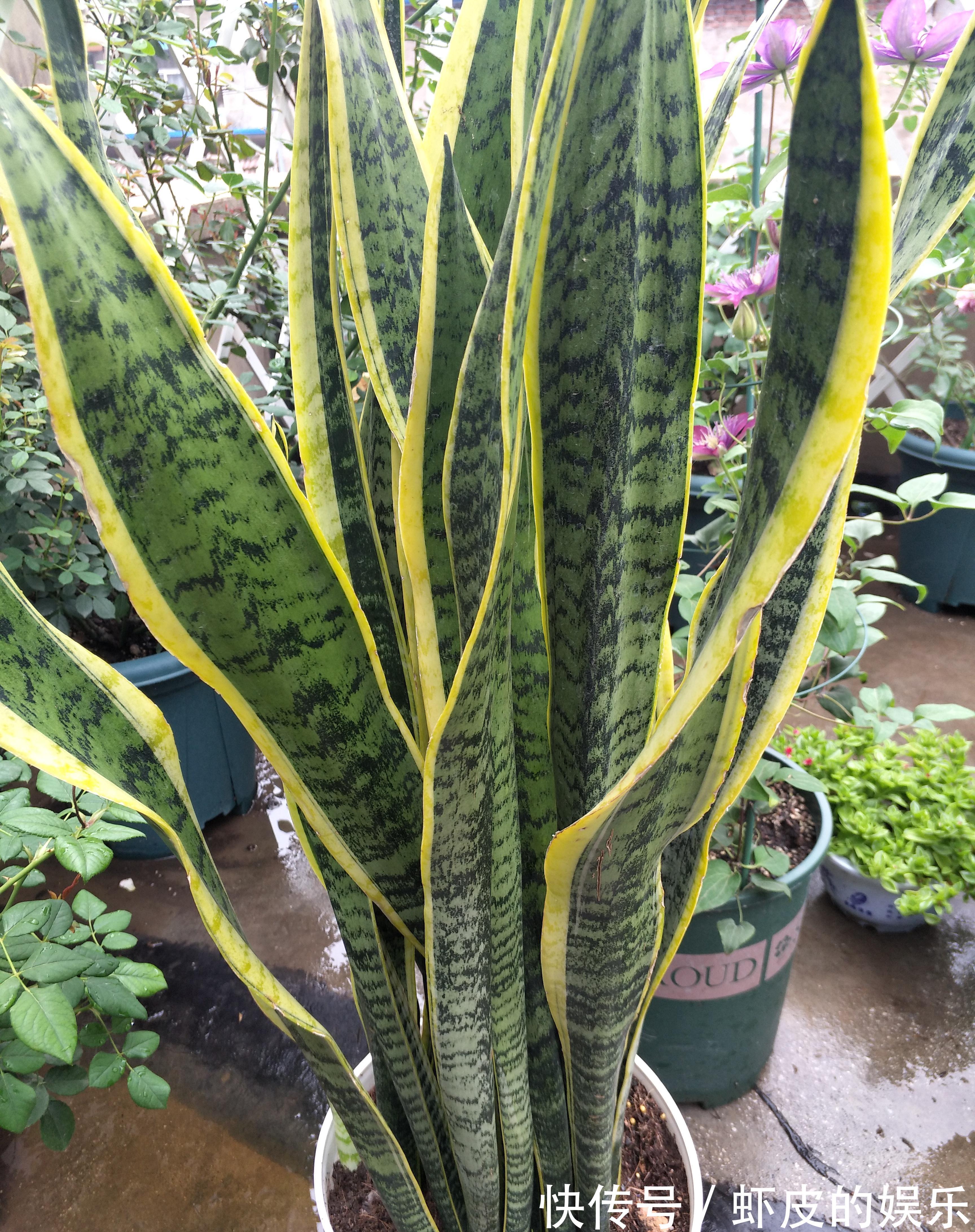 养虎皮兰，先了解它三喜三怕的习性，长势快，爆芽多