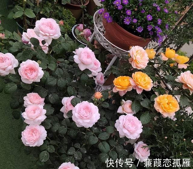 月季入冬不耐冻，不妨“虐”着养，催出新苞冒侧芽，绽放层叠群花