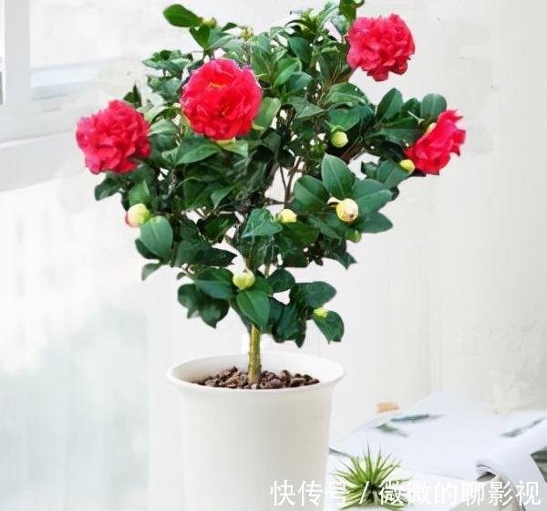 5种公认的富贵花,适合养客厅,贵气又吉祥,有钱人家都爱养