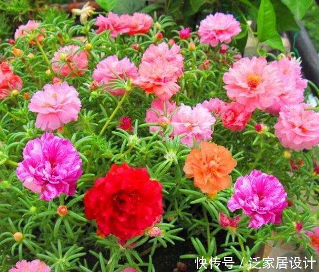 4种花现在养刚刚好,花香醉人,比香水还好闻!