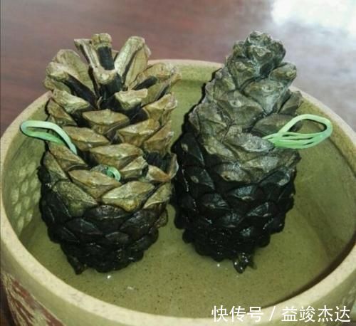 山上捡来的松塔，简单几步就能让它发芽，成了美观的小盆景
