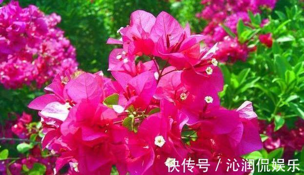 养护三角梅，用“巧劲”，选对了土壤，能省“十年”养花功