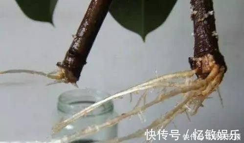 枝条|养花爱好者看过来这15种花现在“扦插”,生根快,一个周就长芽