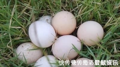 土鸡蛋|辟谣土鸡蛋营养价值更高其实,只是变着法子掏空你的钱包