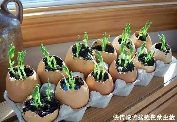 鸡蛋壳你不要都给我,鸡蛋壳的8种养花秘诀!