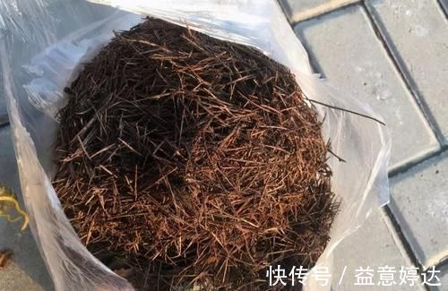 混搭土养花技巧:备上这几样,从此养啥花都能轻松应对