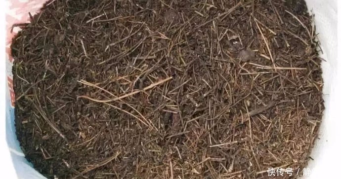 养花不用买土,用这几样东西掺一块儿,种什么花草都旺