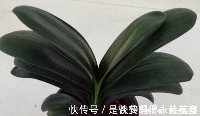 君子兰这样养,叶子不长偏开花又不夹剪,还可促进叶绿花艳