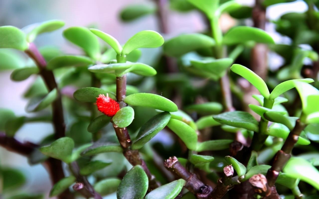 金枝玉叶|养金枝玉叶,做到4点,长成粗壮老桩,漂亮又精致