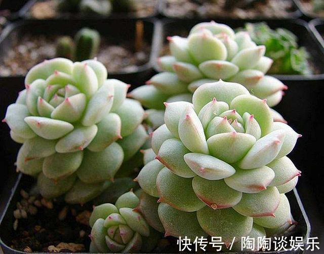 6种多肉，夏天要多操心，不然再美，也得“度夏死”