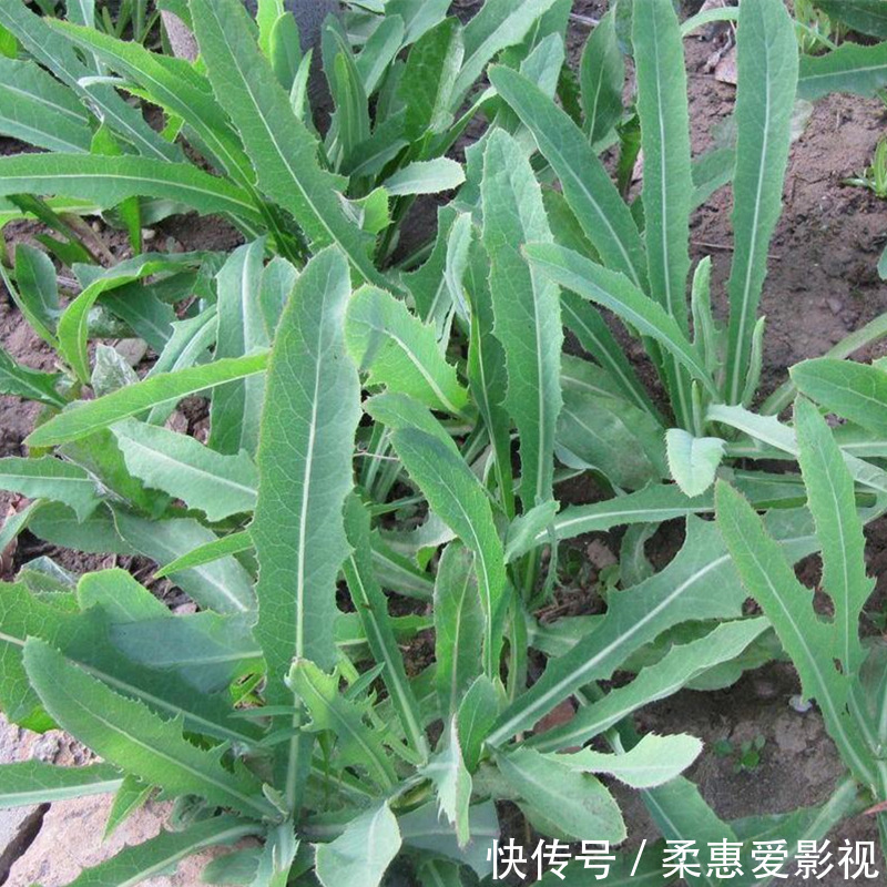 野菜|农村8种野菜,在冬季可以采挖来吃,你都吃过几种?不要错过