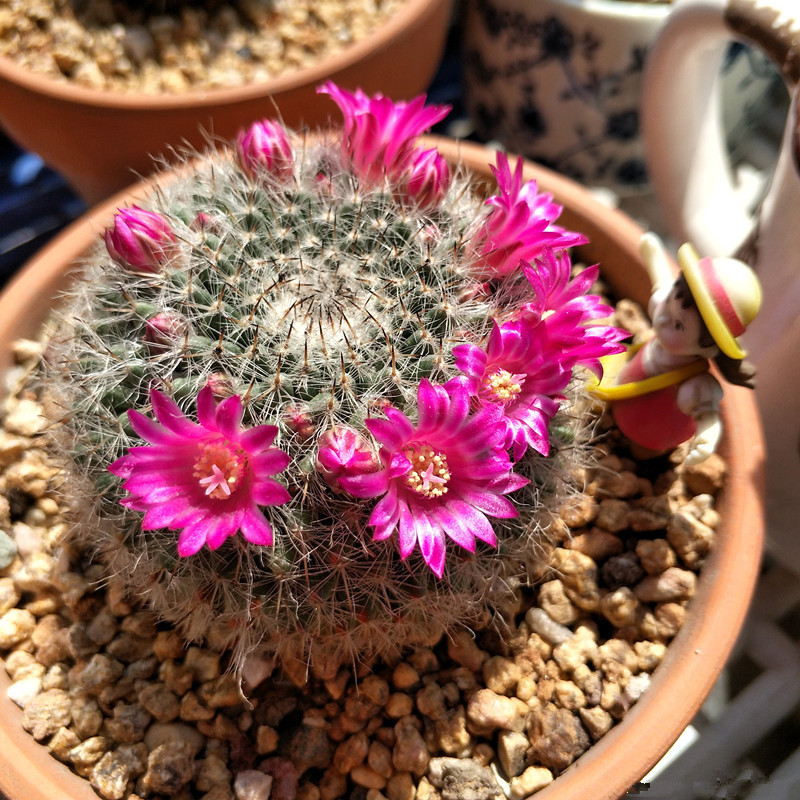 喜欢养花，不如养盆羊脂玉花，种植容易，扔进土里就能成活