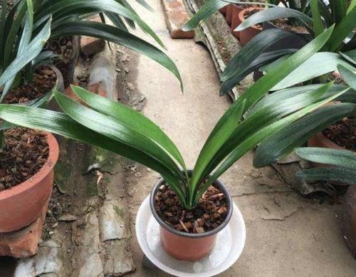 天长|别买“生根粉”，去公园捡“它”，晾干后垫盆底，9天长根系