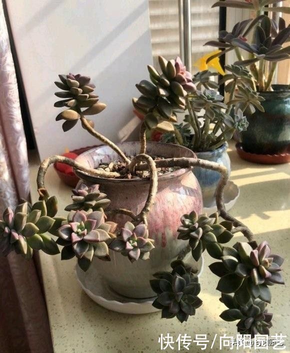 冬季养多肉,“禁区”要知道,老手分享经验,新手养肉不发愁