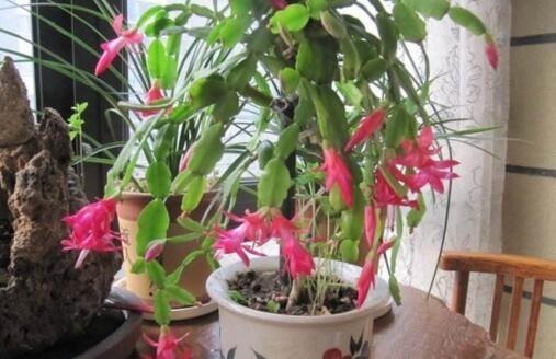 生长|随手喂点“它”,长寿、蟹爪兰生长呈现“爆发式”,开花提前30天