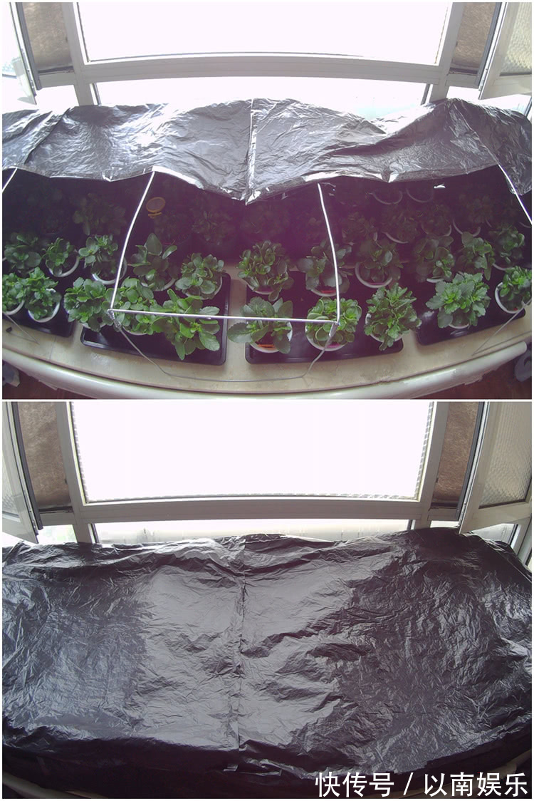 长寿花越开越稀疏犯3错，及时改正，开花爆盆变成大花球！