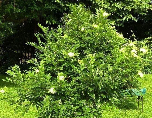 少抽两包烟,此花也要栽2株,花香不输给桂花,好养又好看!