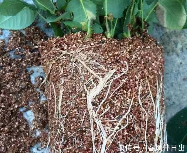 春天不会扦插?搞明白这5点,插一根枝条,就能获得一盆漂亮的花