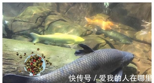 野钓青鱼,钓一次爽一次的攻略和技法