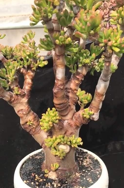 客厅养“3钱4财”，好看又好养，新手反倒看不上！