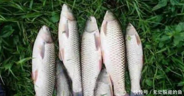 钓钓|野钓钓不到鱼试试这8个自制饵料配方,超级好用