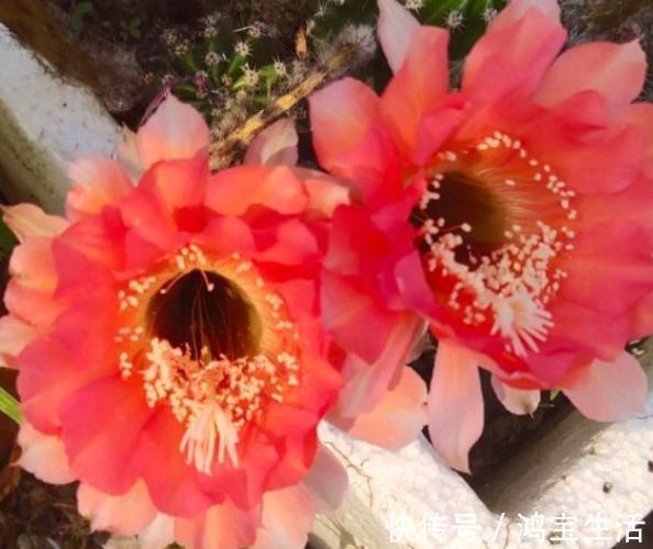 往花盆里丢“电线”,啥花都喜欢,难怪花和叶子“呼呼长”