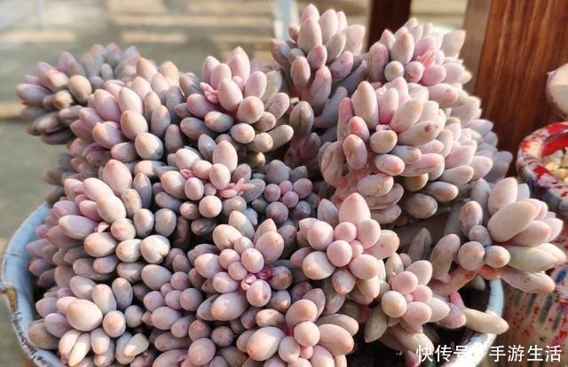 多肉植物|这5种多肉很难养,新手不敢碰,老手很小心,看看你家有没有!