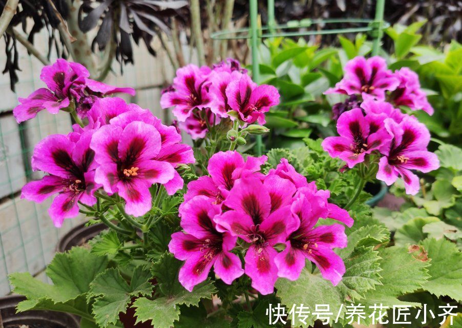 封闭阳台养不好花？那就选这4种，记住“共同点”，就能四季开花