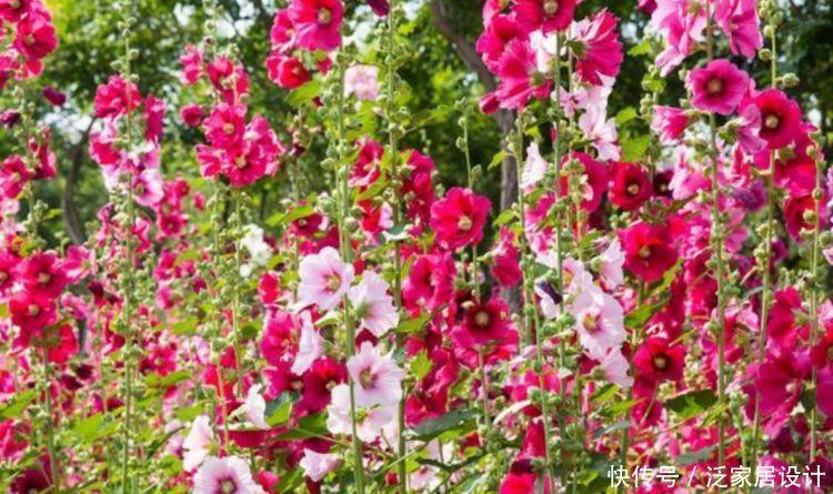 家养4种花,不仅名字好听,花也漂亮,人见人爱,开花一茬茬!