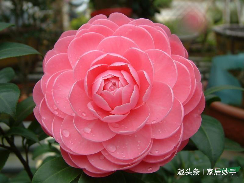 新买的茶花,用这“4种”方法养护,存活率高,长得越来越“旺”