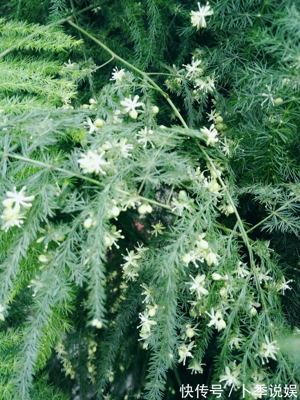 张大爷家文竹养6年,长到1米5,变成粗壮、翠绿盆栽,年年开花