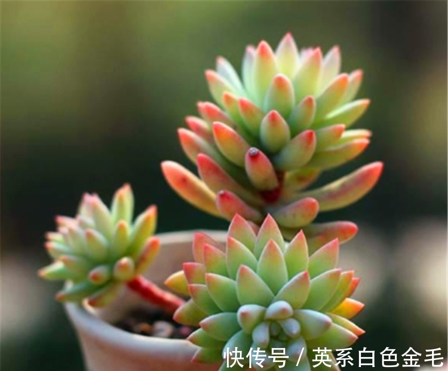 千佛手养护有2怕,难怪叶片干瘪杆子歪,学会了饱满晶莹端正挺拔