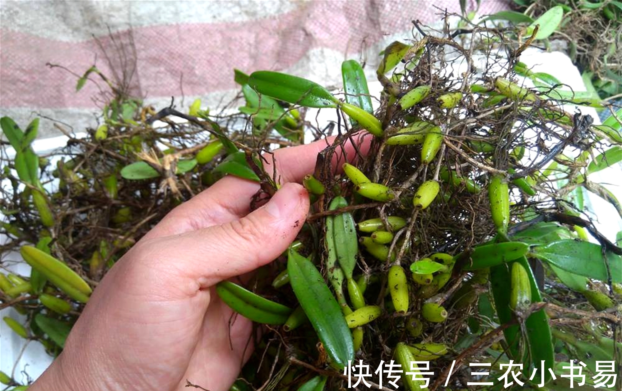 石仙桃|石头上的仙草，人称“仙桃”，农民见到会扯掉，殊不知煲汤味道鲜