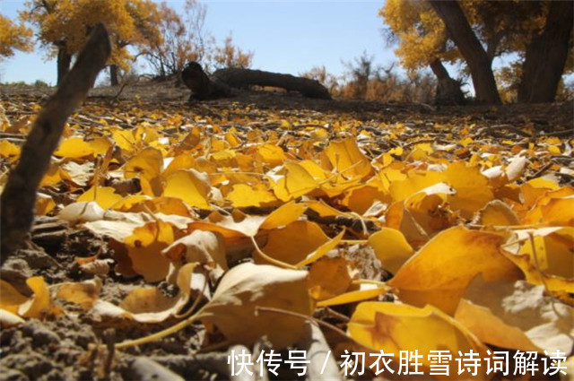 叶落!明丽落叶诗六首,叶落归根,秋到任他林落叶,春来从你树开花