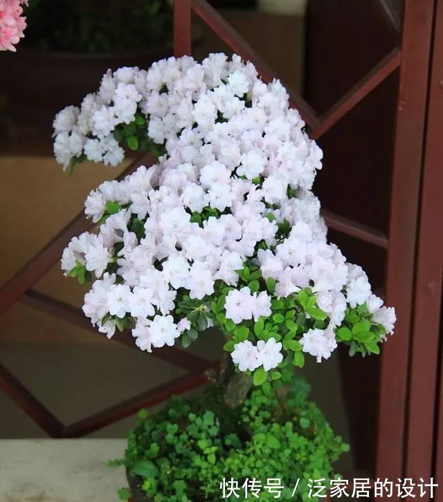 枝叶|常见的10种“带毒花”，想养还是小心些，羊吃了都“直抽抽”