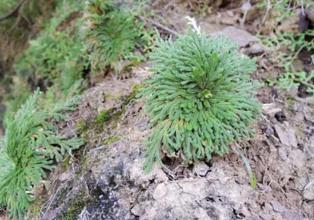 石缝里看到“它”,别去踩,挖2棵种花盆上,1年成“盆景”,美!