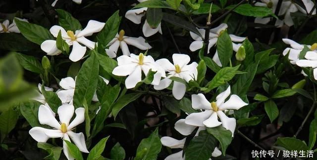 阳台上|栀子花不开花、养不活不是花难养,而是方法错了